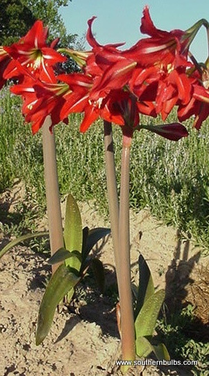 Hardy Amaryllis (Hippeastrum x johnsonii)